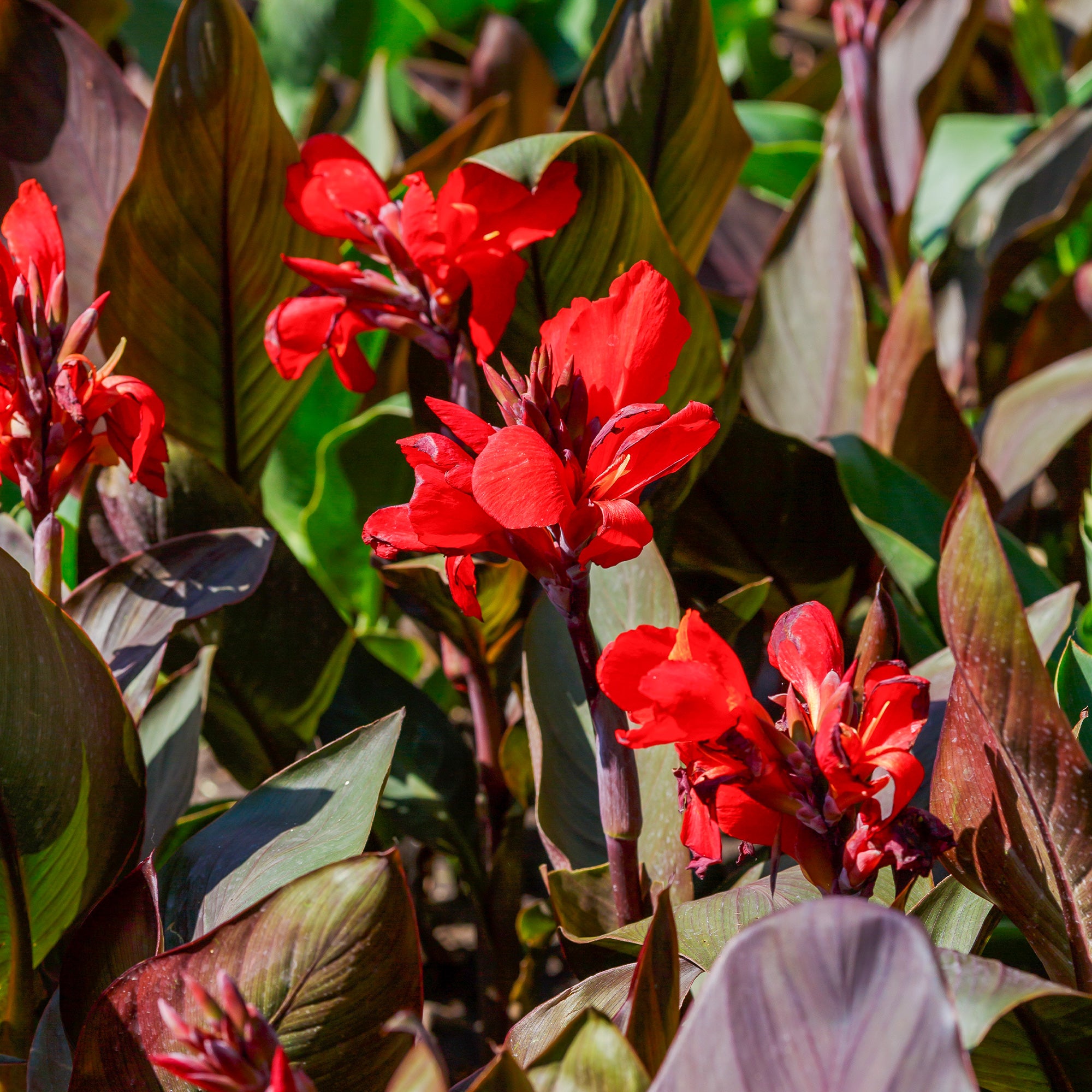 Blumenzwiebeln Indisches Blumenrohr 'Red Futurity' (x2) - Canna 'red  futurity'