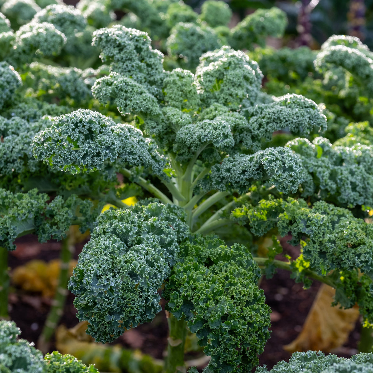 Wirsing ‚Westlandse Herbst‘ - Brassica oleracea sabauda Westlandse Herfst Kale - Bakker