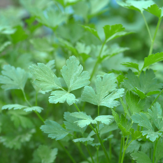Schnittpetersilie 'Amsterdammer Schnitt' - Bakker