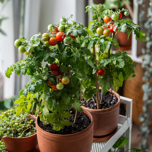 Kirschtomate - Bakker