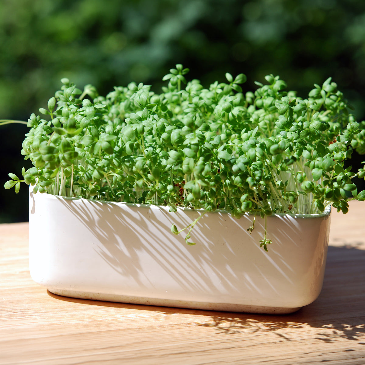 Großblättrige Gartenkresse