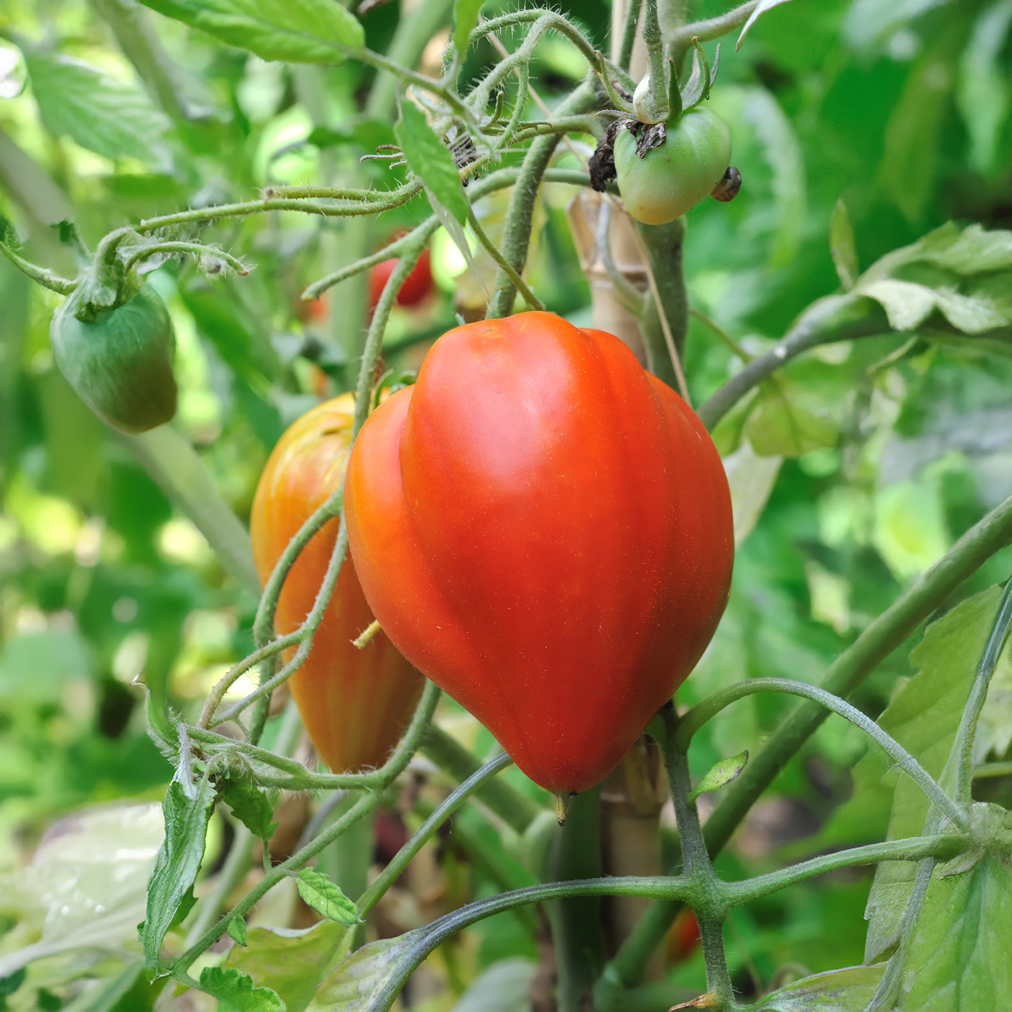 Saatgut Fleischtomate 'Ochsenherz' - Solanum lycopersicum coeur de boeuf