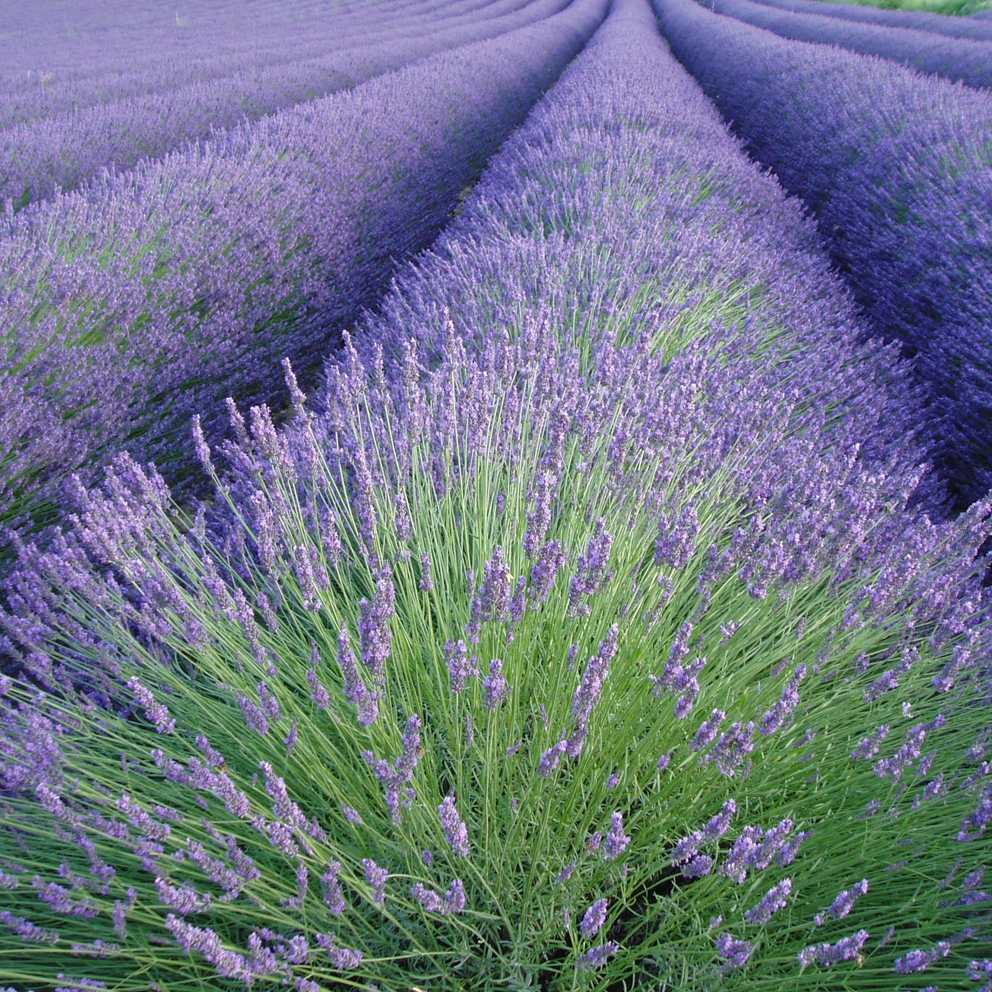 Saatgut Lavendel - Lavandula angustifolia