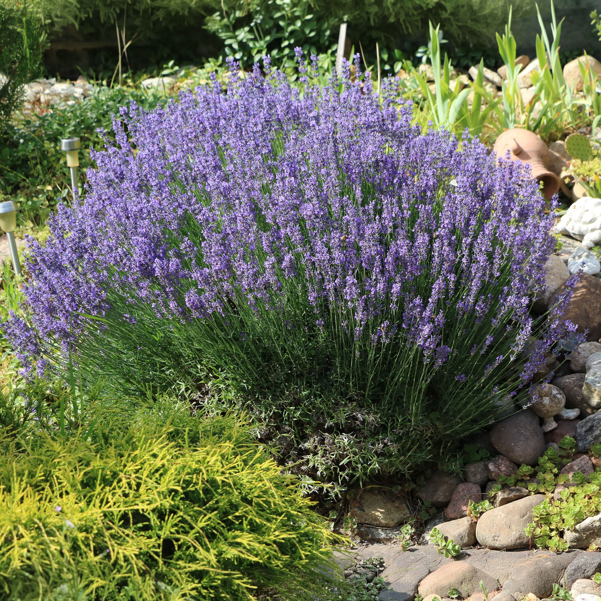 Saatgut Lavendel - Lavandula angustifolia