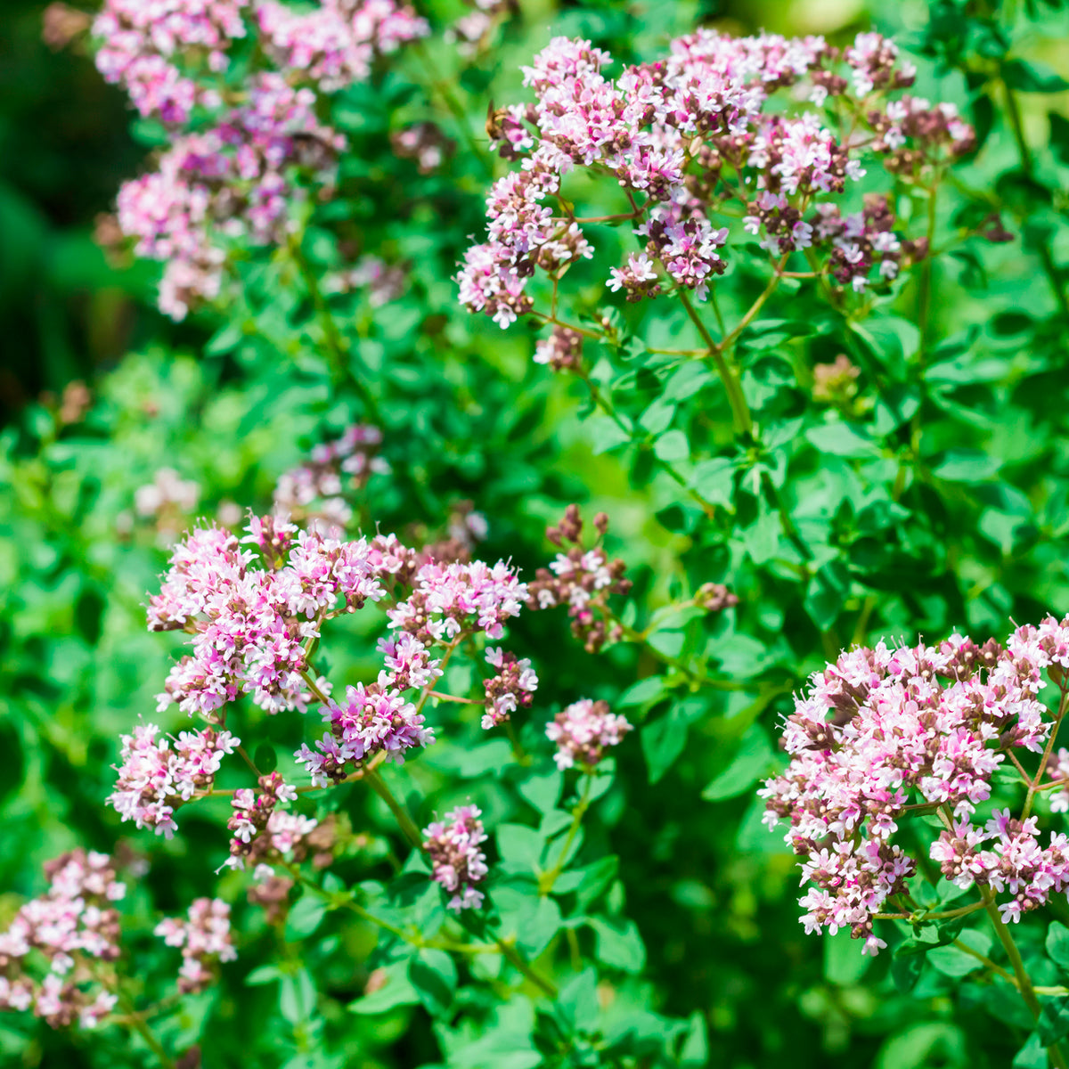 Oregano Bio