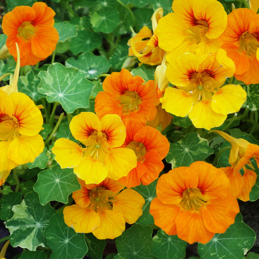 Große Kapuzinerkresse - Bakker