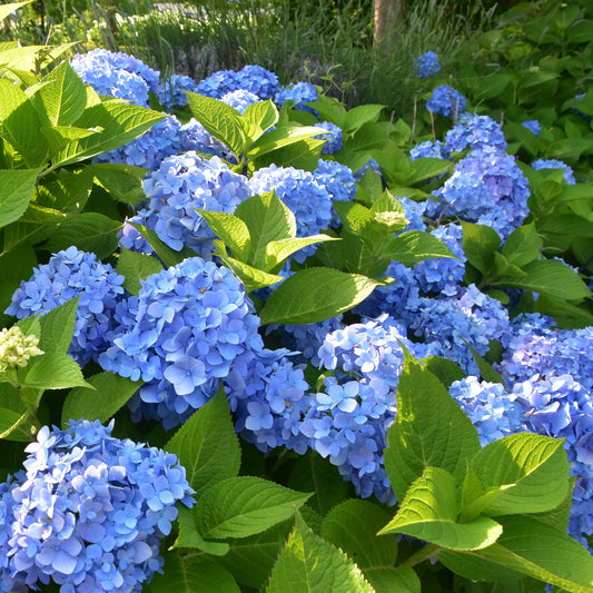 Hortensie blau - Hydrangea macrophylla - Bakker