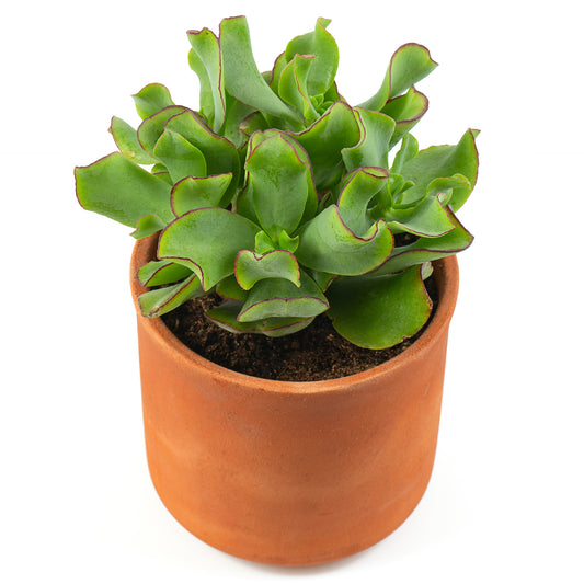 Pfennigbaum - Bakker