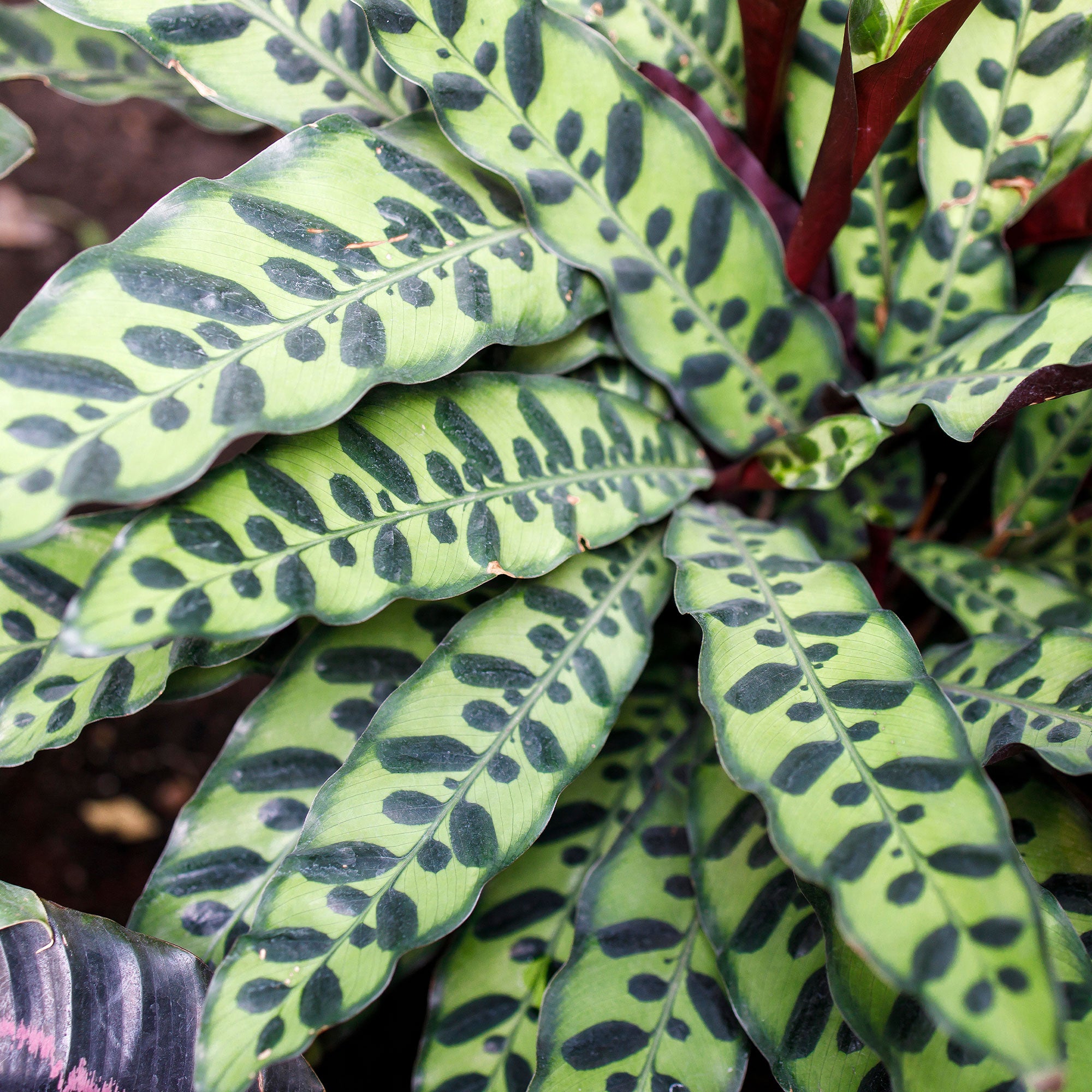 calathea insignis giftig Korbmarante 'Insigne' - Calathea insignis