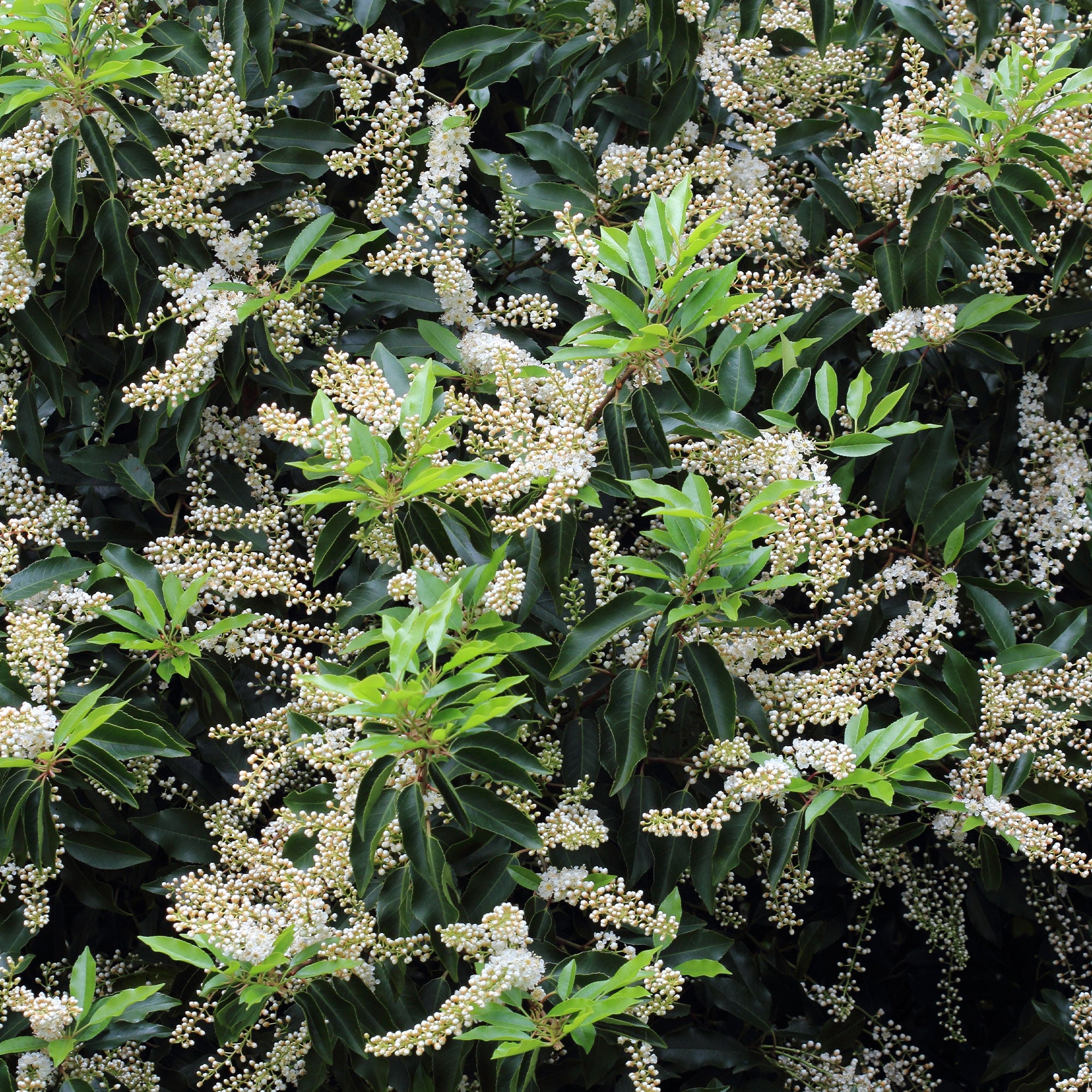 dünger portugiesischer lorbeer Portugiesischer Lorbeer (x3) - Prunus lusitanica angustifolia
