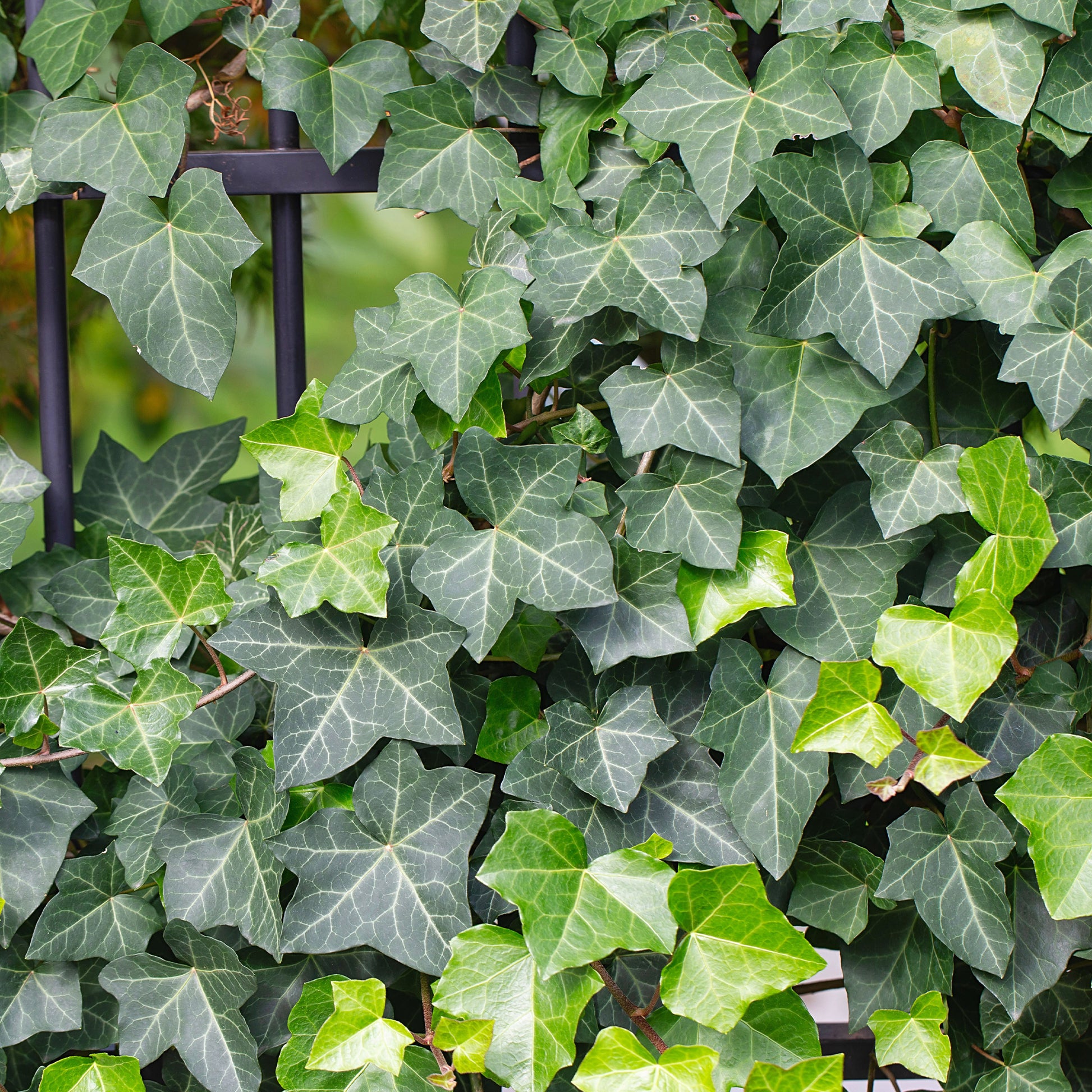 Efeu - Hedera helix - Bakker