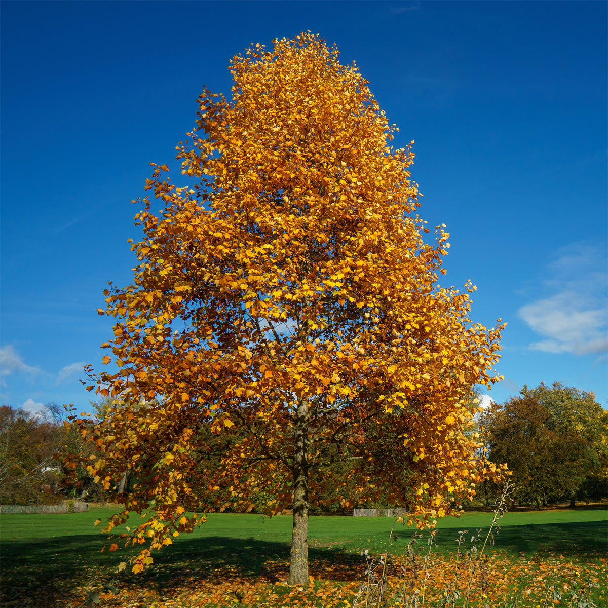 Tulpenbaum - Blühende Bäume - Bakker