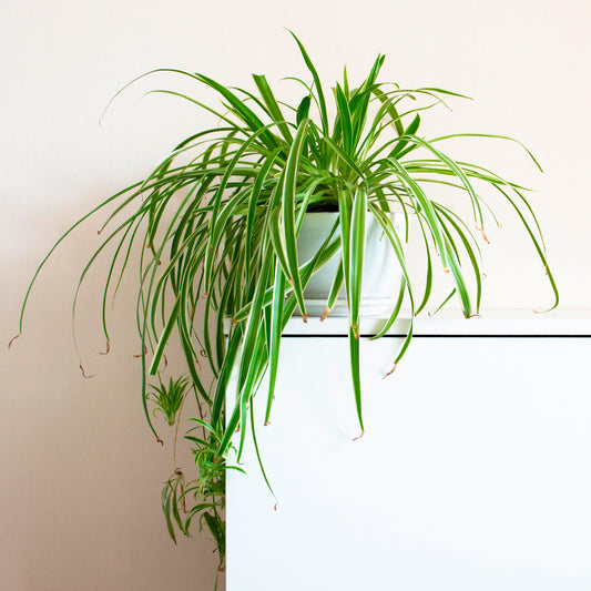 Grünlilie 'Vittatum' - Bakker