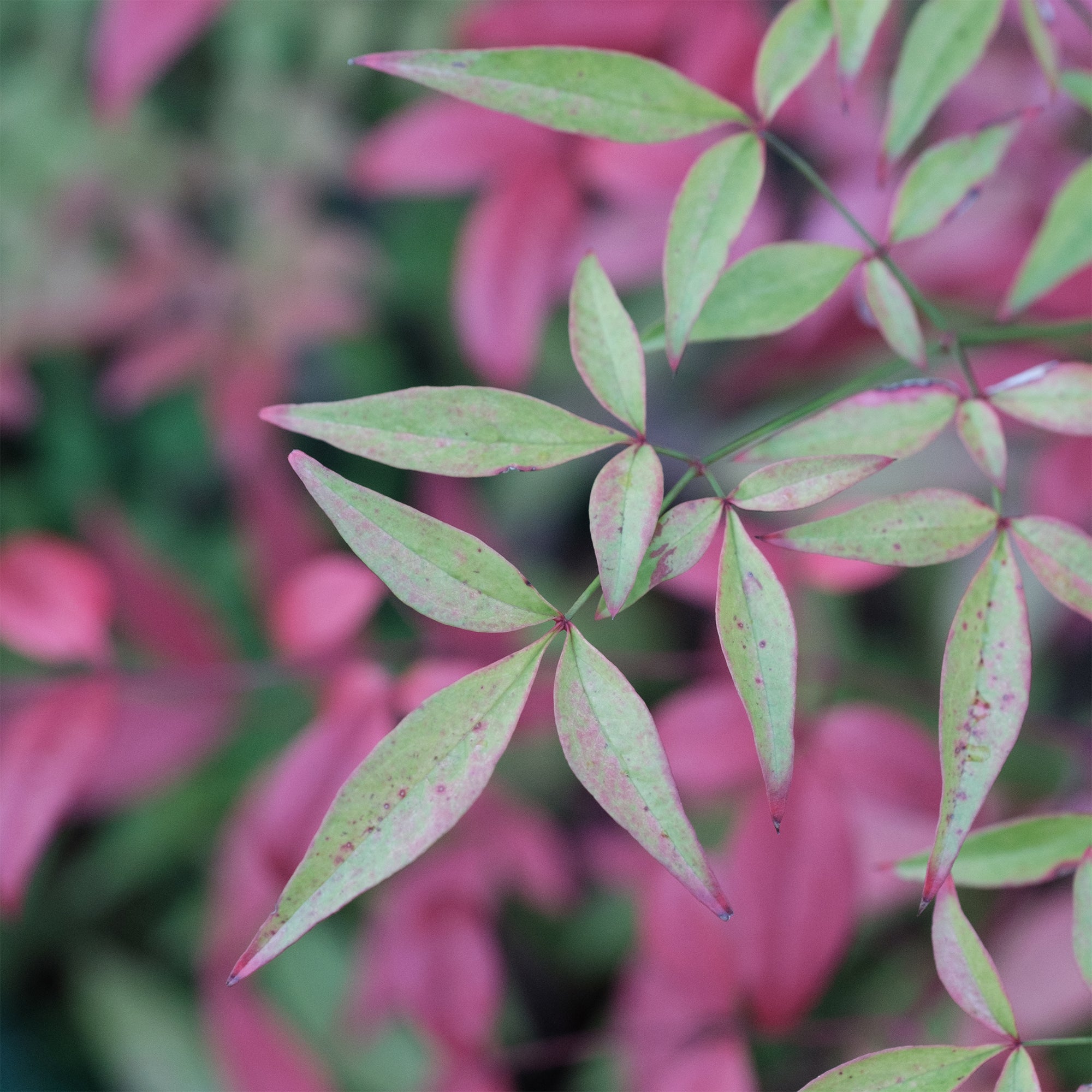 Zwerg-Heiliger Bambus Flirt - Nandina domestica Flirt Murasaki