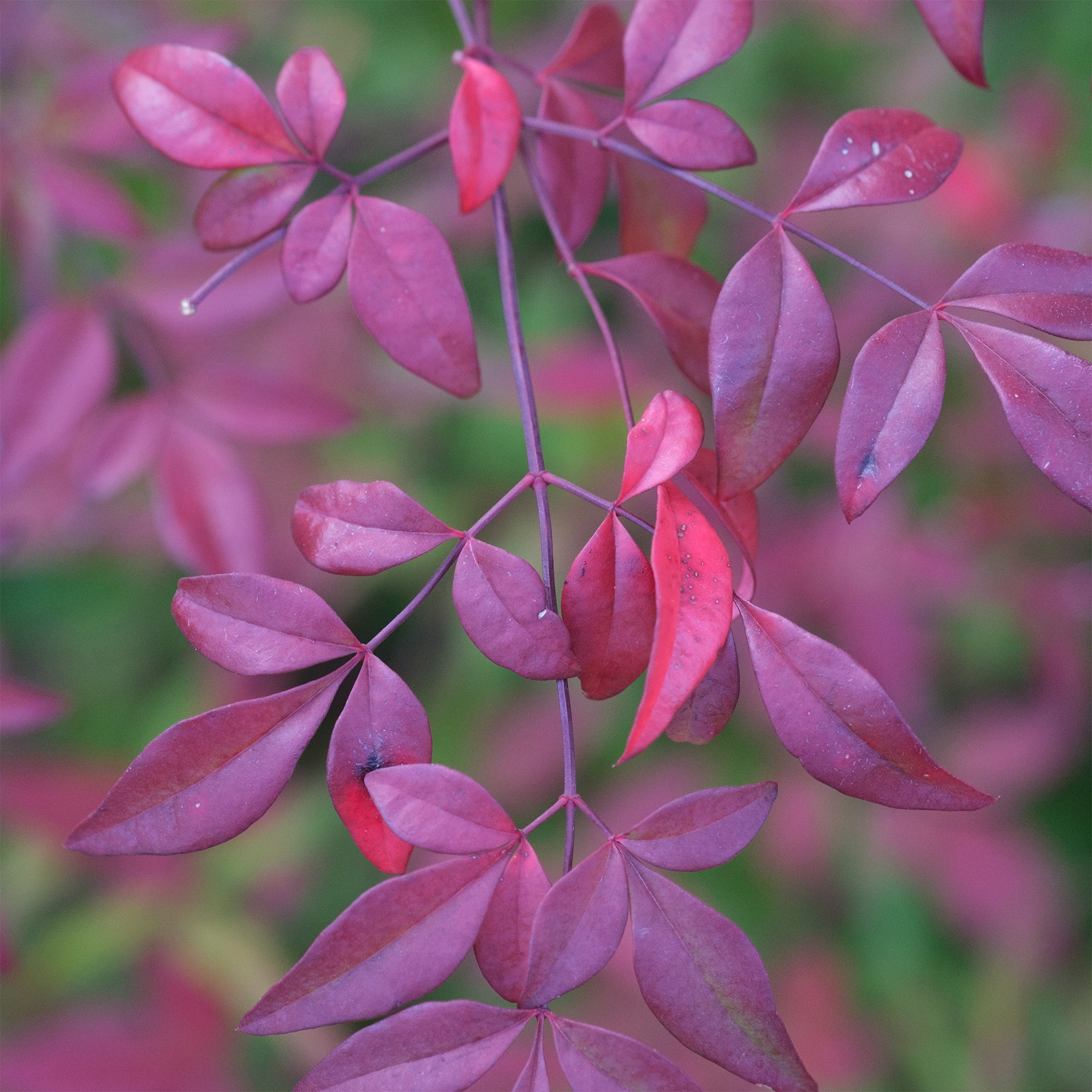 Zwerg-Heiliger Bambus Flirt - Nandina domestica Flirt Murasaki