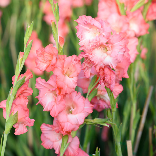 Großblumige Hybrid-Gladiolen Adrenalin (x15) - Bakker
