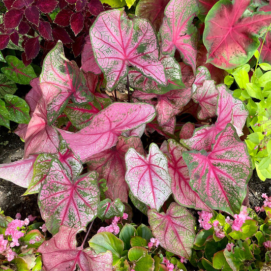 Caladium Cherry Blossom - Bakker