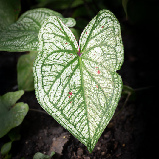 Caladium White Christmas - Bakker