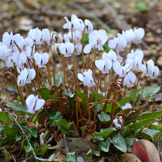 Herbst Alpenveilchen 'Album' - Bakker