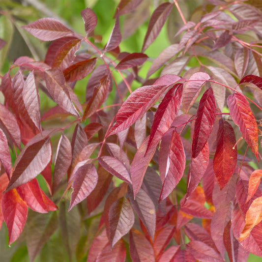 Weiß-Esche 'Autumn Applause' - Bakker