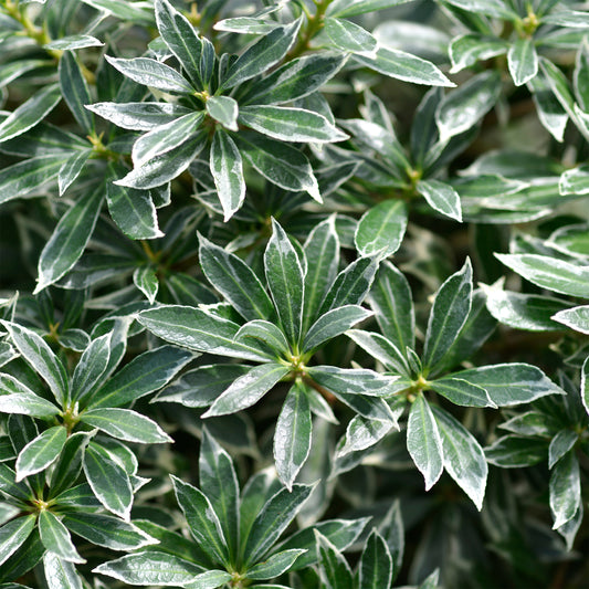 Schattenglöckchen 'Ralto Rose' - Bakker