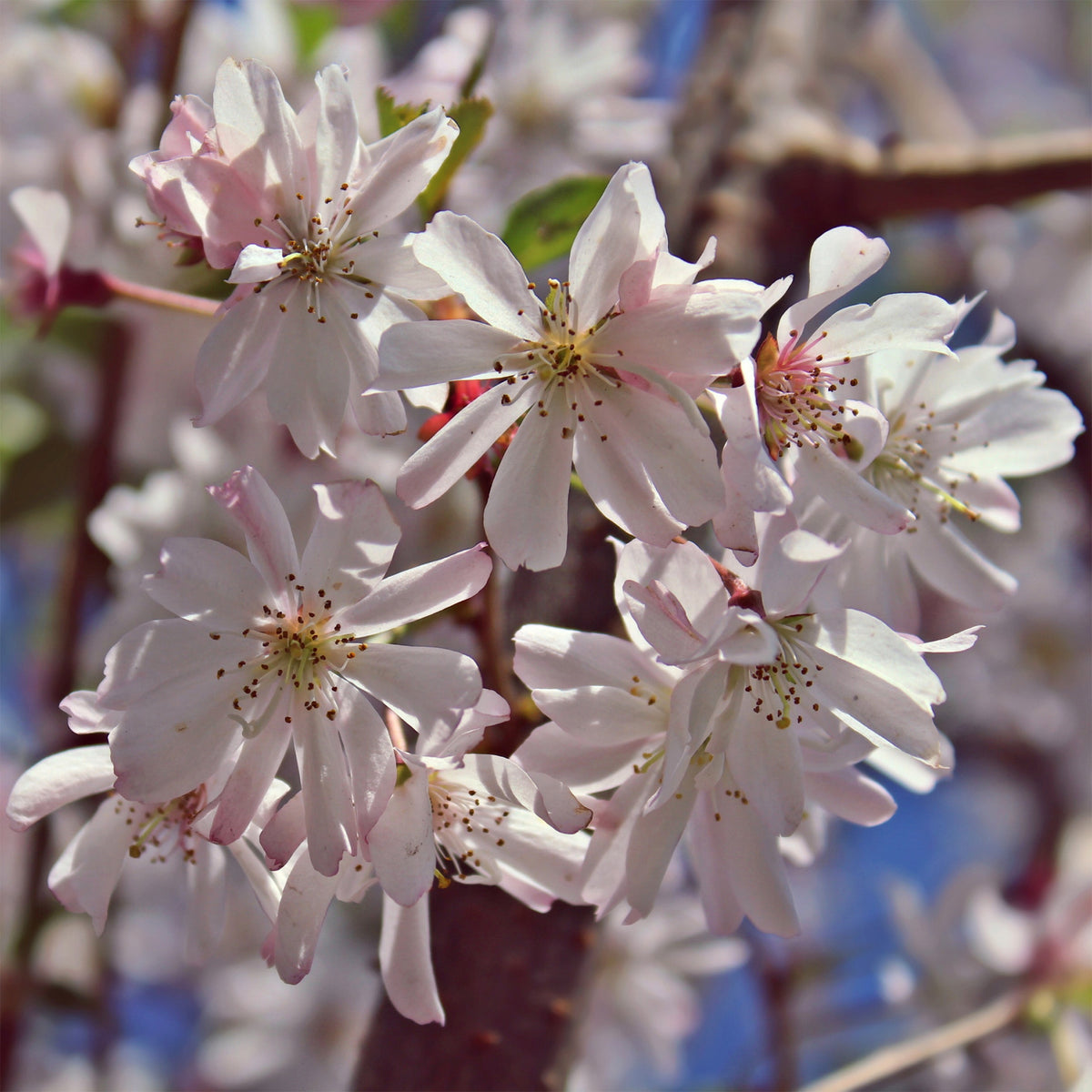 Prunus subhirtella Autumnalis Rosea - Rosa Winterkirsche 'Autumnalis Rosea' - Japanische Kirschbäume - Prunus