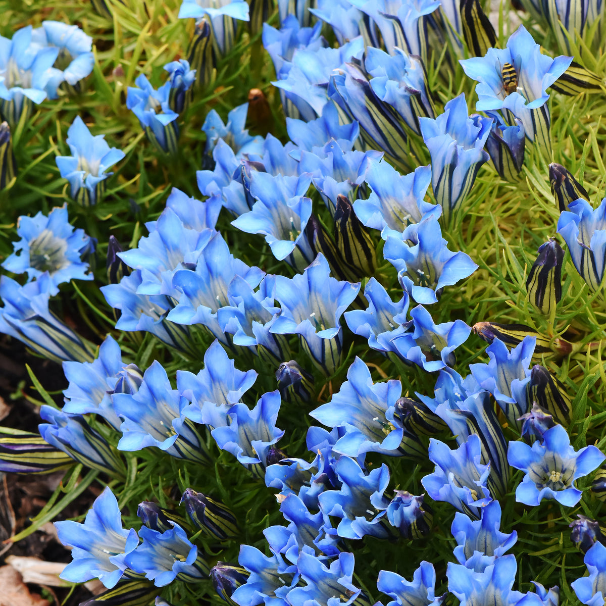 Enzian Blue Star® - Bakker