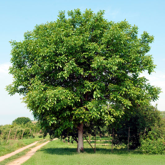 Walnuss Buccaneer - Bakker