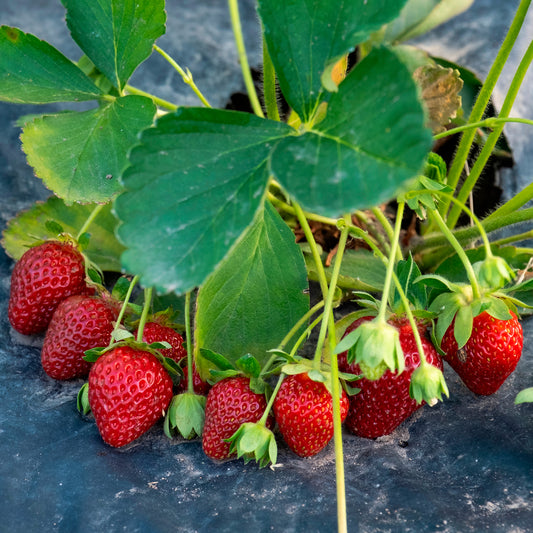 Gartenerdbeere Anaïs - Bakker
