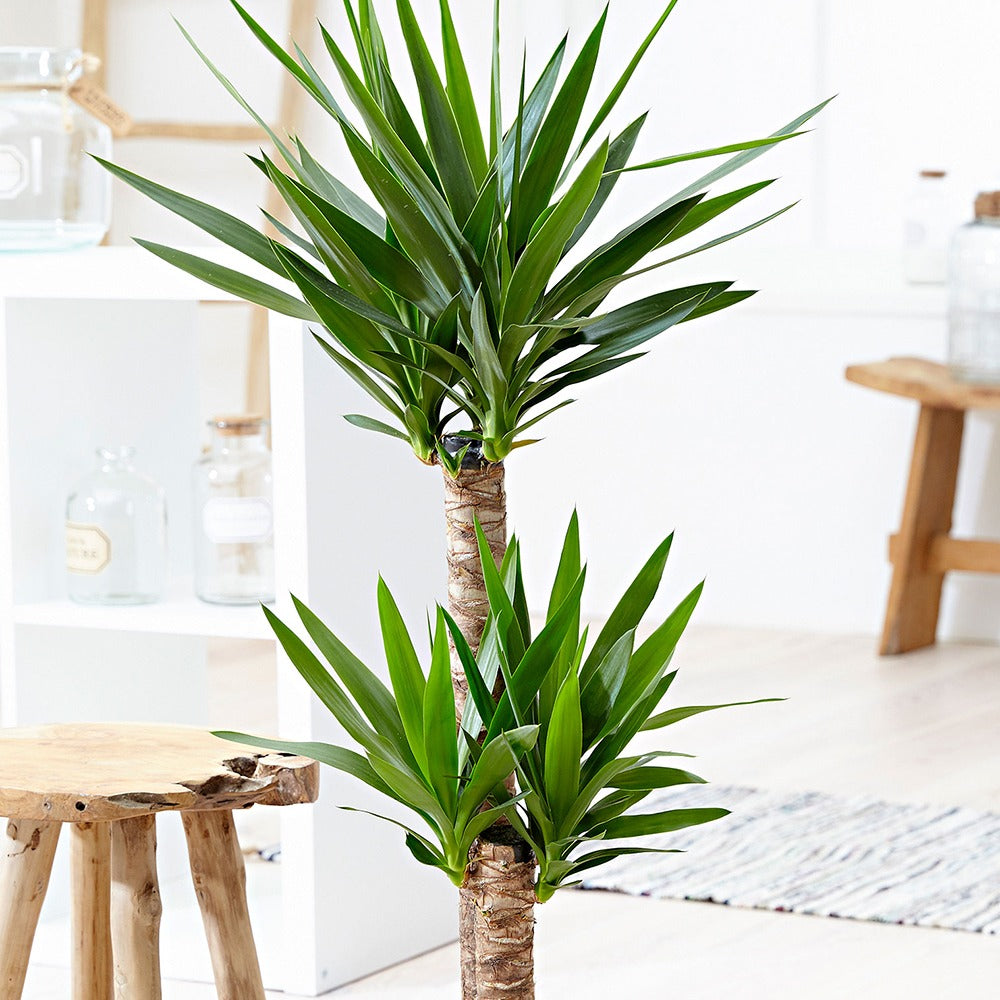 Palmlilie - Yucca elephantipes