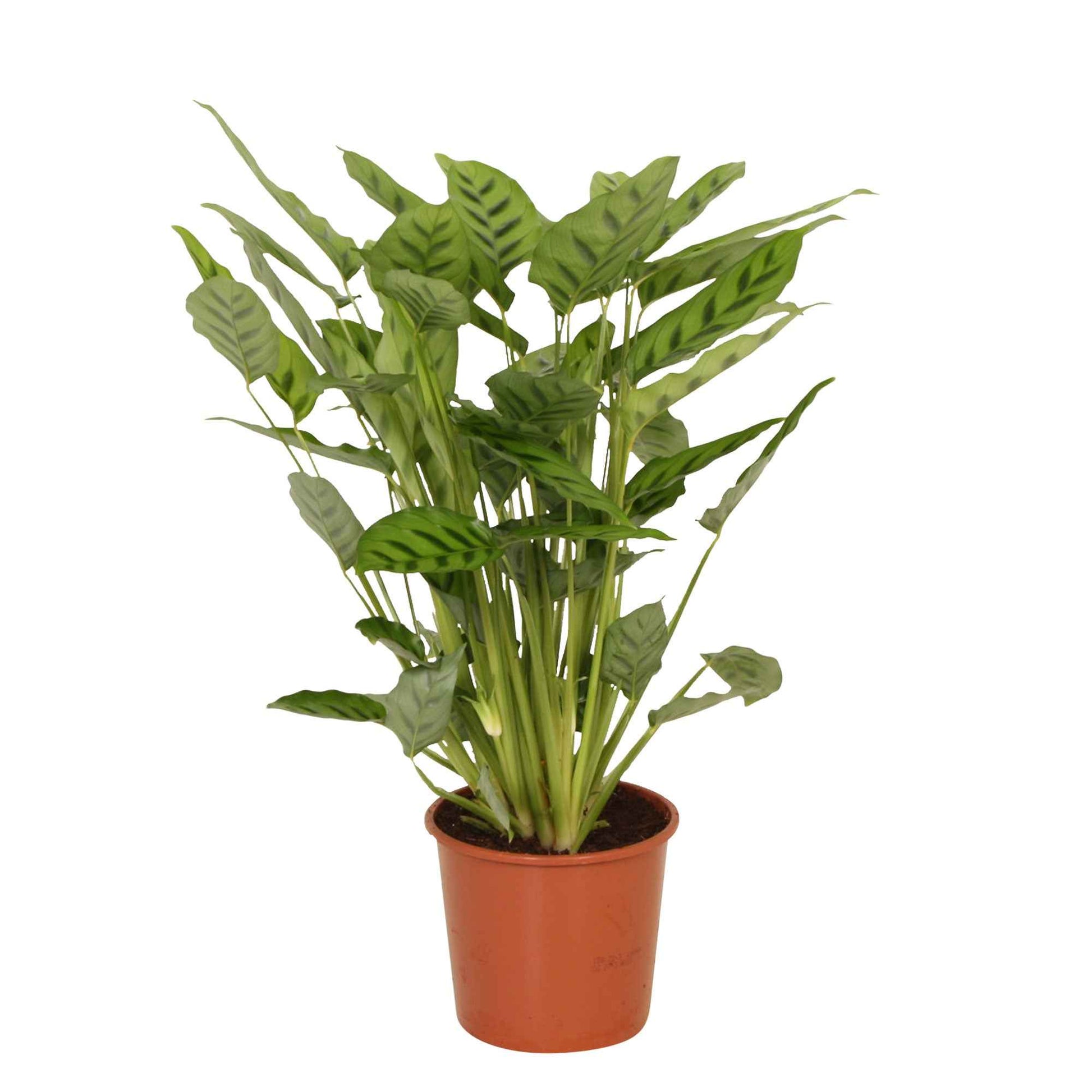 Calathea leopardina - Korbmarante 'Leopardina' - Calathea