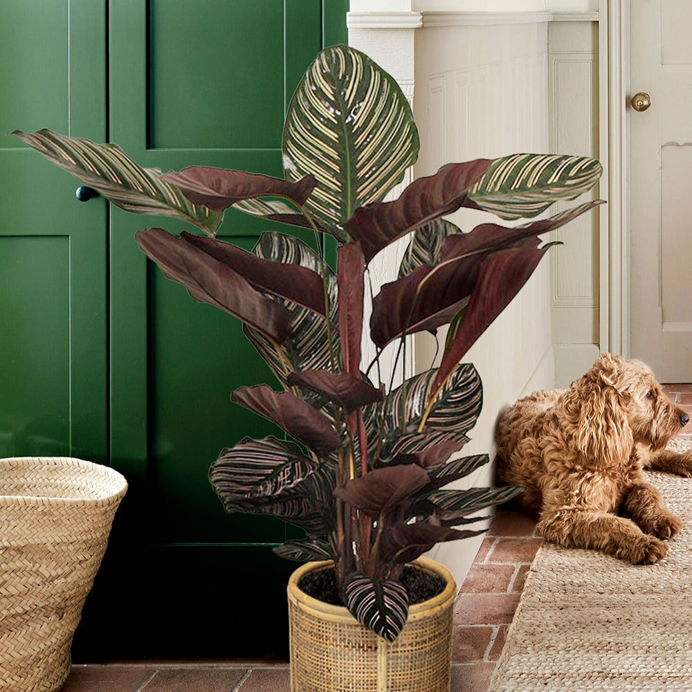 Korbmarante 'Ornata' XL - Calathea ornata