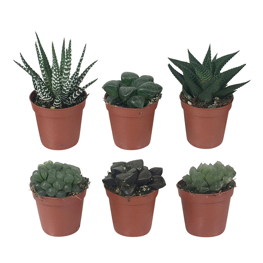 Haworthia Mischung