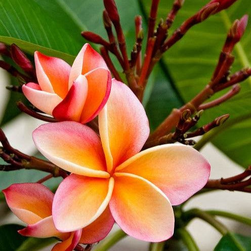 Frangipani rot - Plumeria Rubra Bordeau