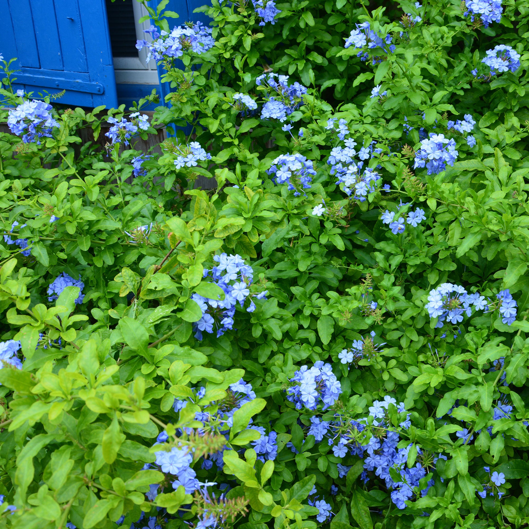 Bleiwurz 'Dark Blue' - Plumbago auriculata Dark Blue