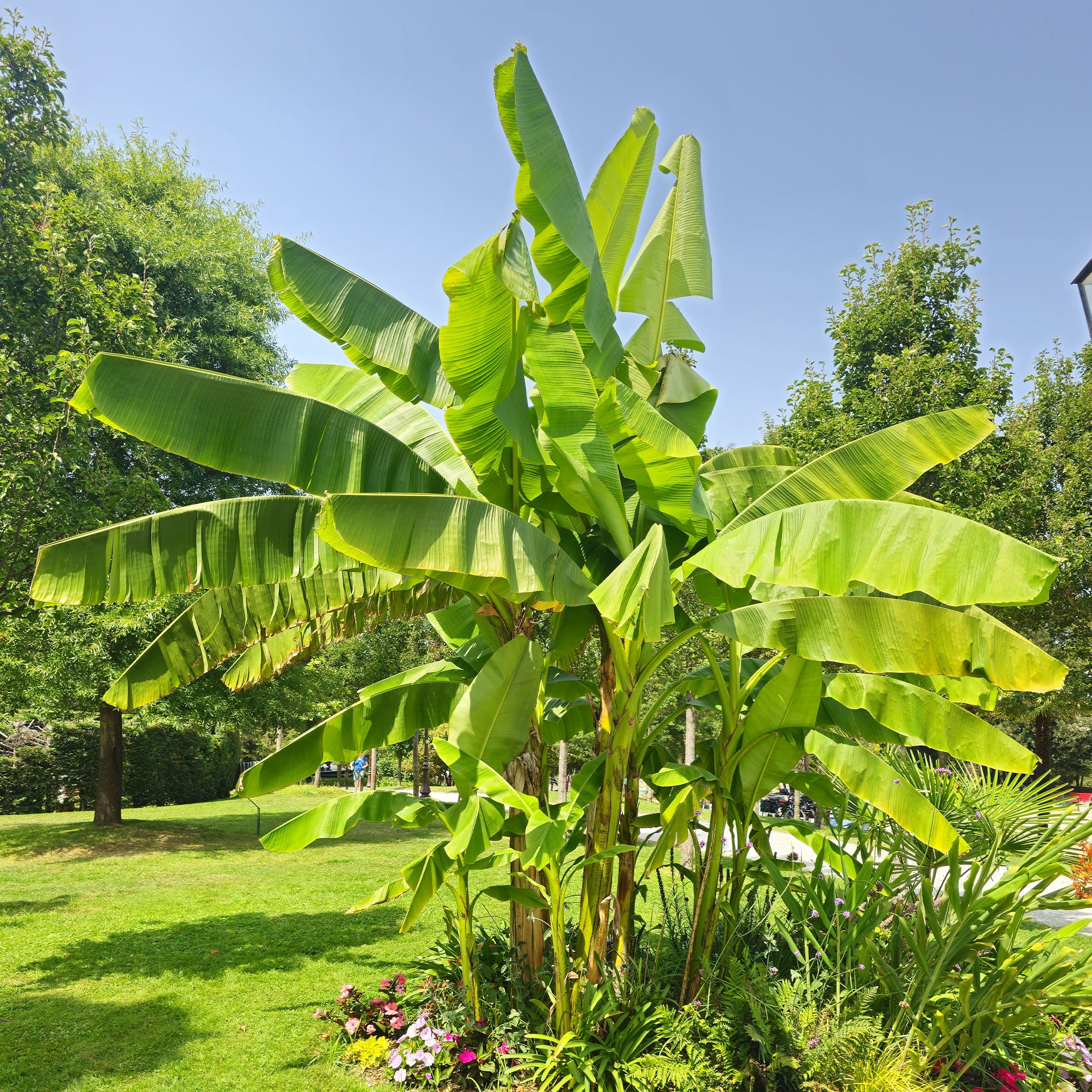 Bananenpflanze Musa basjoo - Musa basjoo