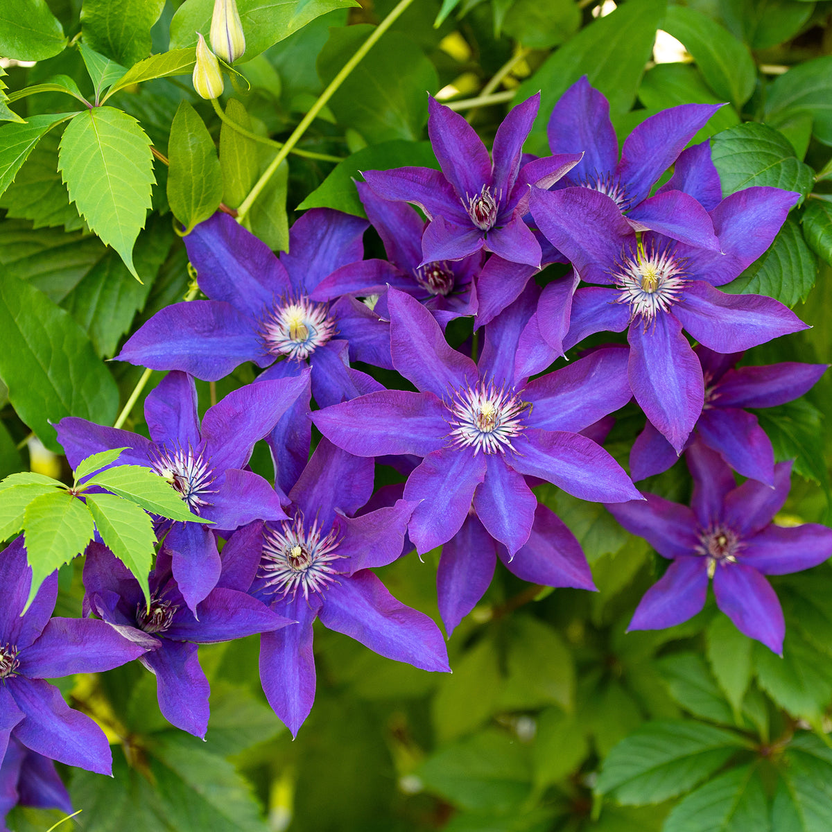 Clematis - Clematis-Kollektion 'Ville de Lyon', 'Miss Bateman', 'President' (x3) - Clematis Ville de Lyon, Miss Bateman, Président