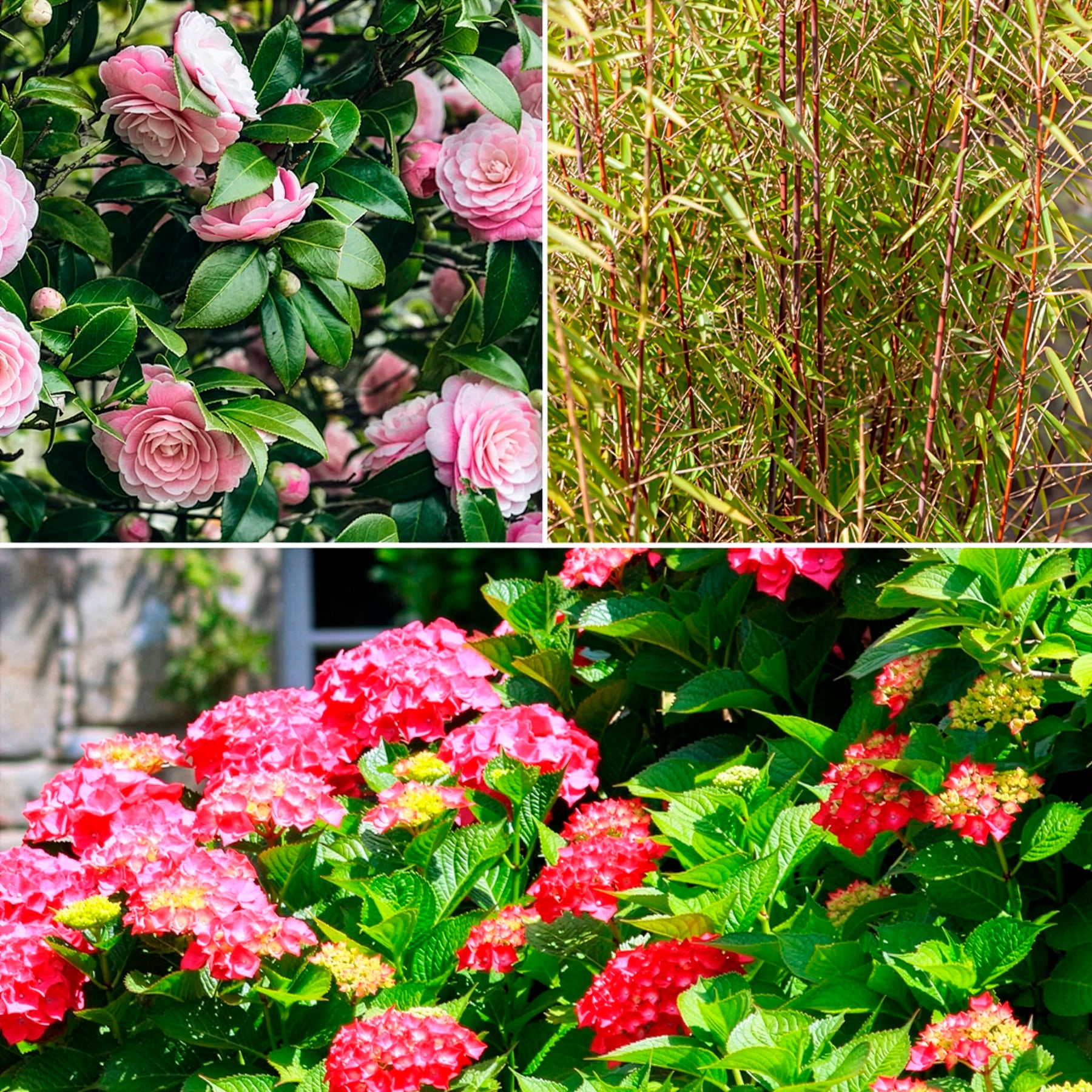 Schatten-Sträucher-Kollektion Hortensie, Kamelie, Bambus (x3) - Hydrangea  macrophylla, camelia japonica, fargesia