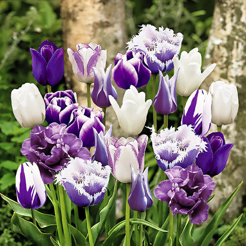 Paradies-Tulpen-Mischung (x20) - Bakker