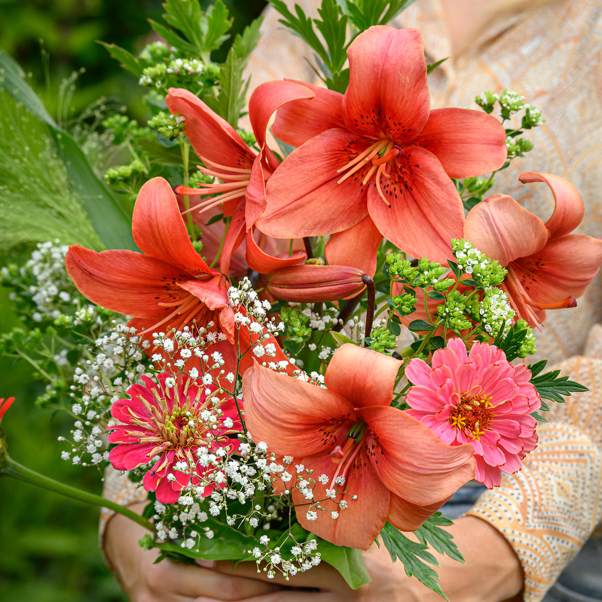 Lilien-Zwiebeln - Asiatische Lilien und Blumenmischung - Lilium asiaticum red