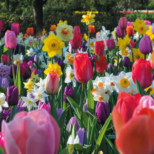 Frühlingsblumenzwiebeln für Regenbogenbeet - Bakker