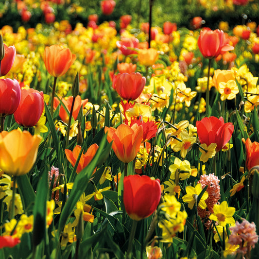 Frühlingsblumenzwiebeln für gelb-oranges Beet - Bakker