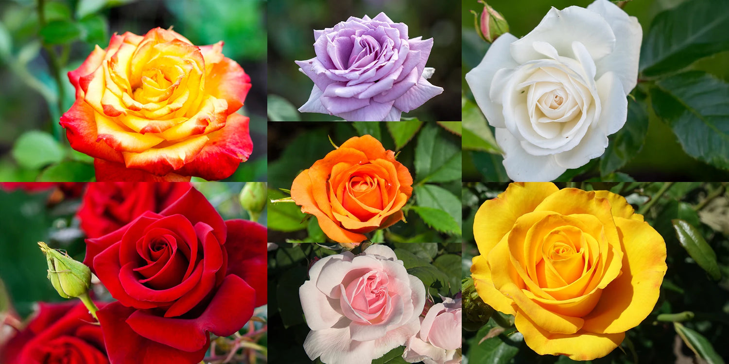 7 Strauchrosen zu unglaublichen Preisen: bis zu 60 % Rabatt!