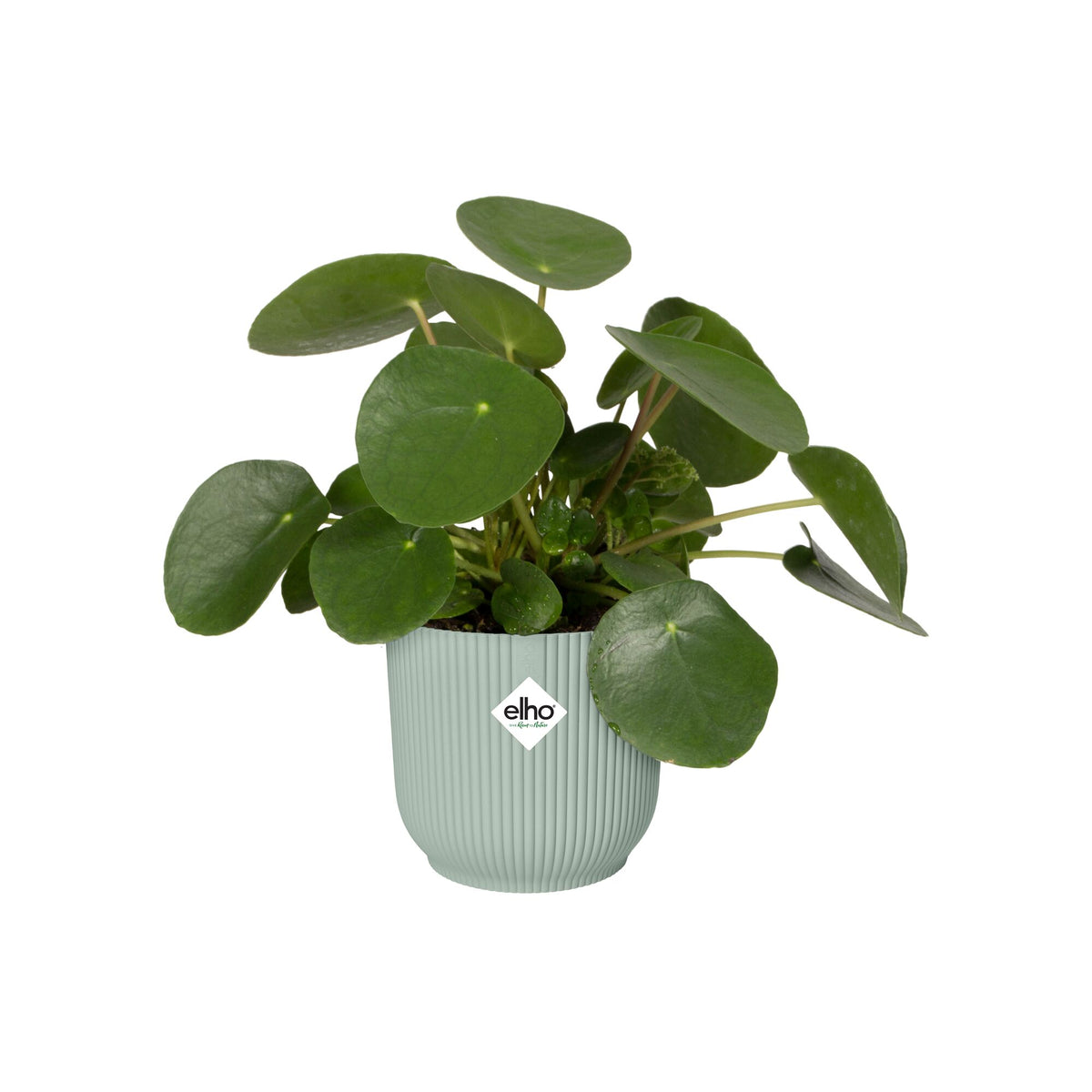 Elho Blumentopf Vibes fold rund sorbet grün - - Bakker
