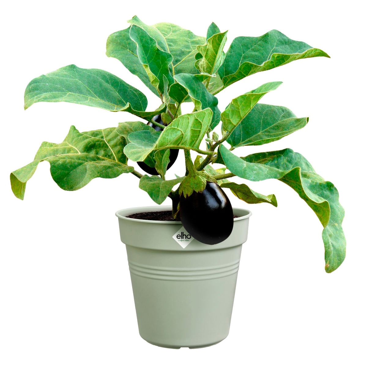 Anzuchttopf Green Basics Steingrün - - Bakker