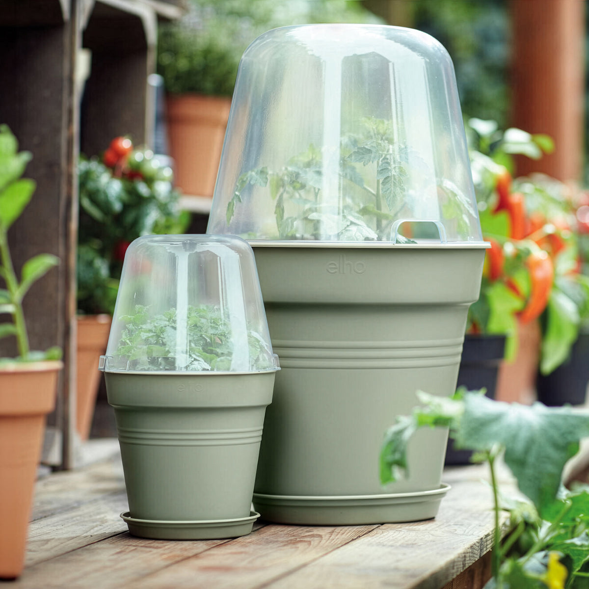 Verkauf Anzuchttopf Green Basics Steingrün -