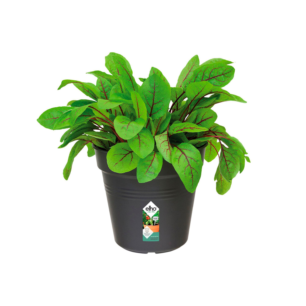 Anzuchttopf Green Basics Living Schwarz ELHO - - Bakker