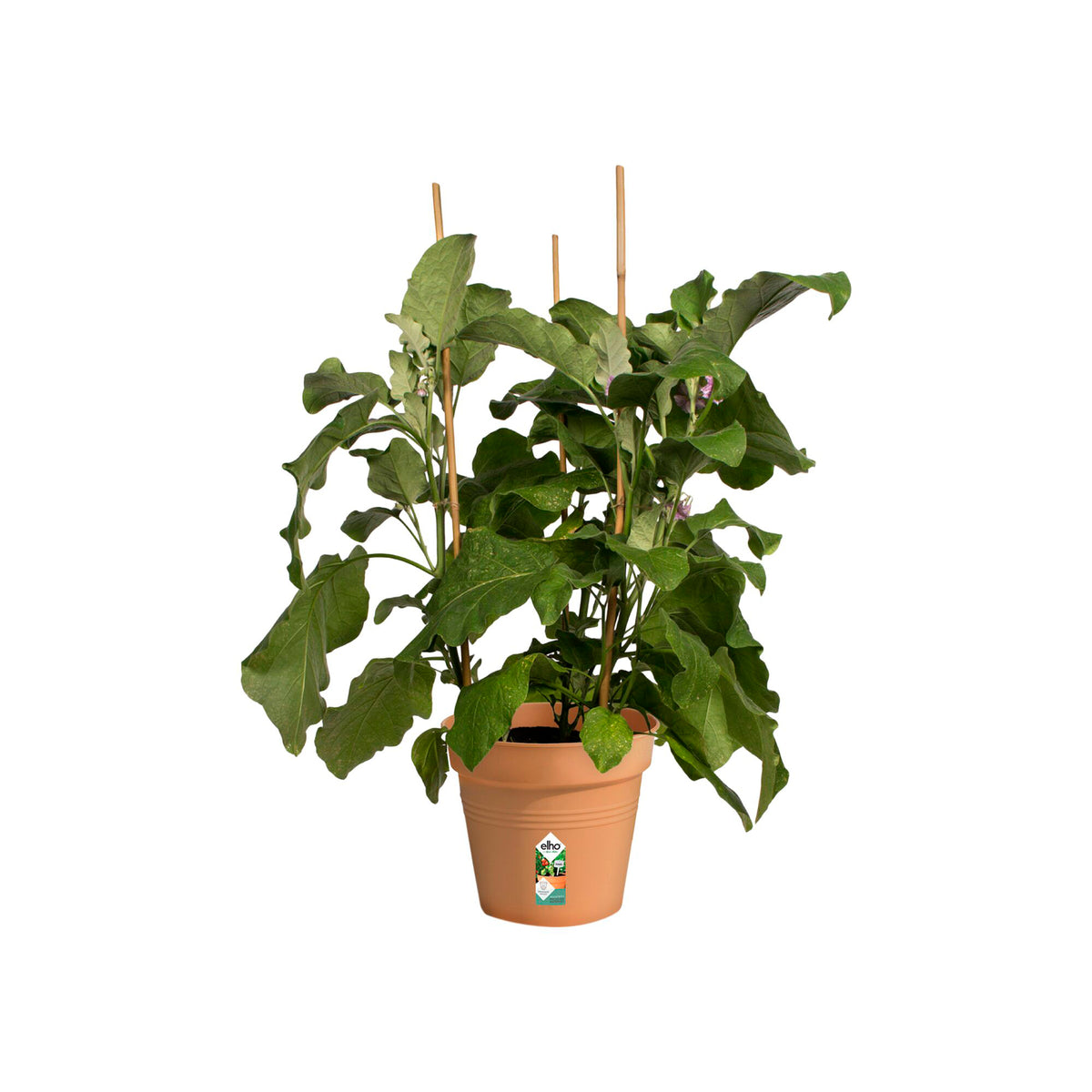 - Anzuchttopf Green Basics Mild Terra ELHO - Außenblumentöpfe