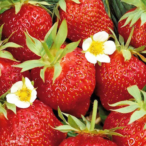 Erdbeer-Pflanze 'Ostara'