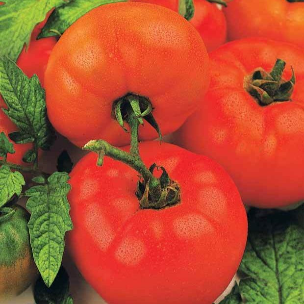 Saatgut Tomate 'Saint Pierre' - Solanum lycopersicum saint pierre